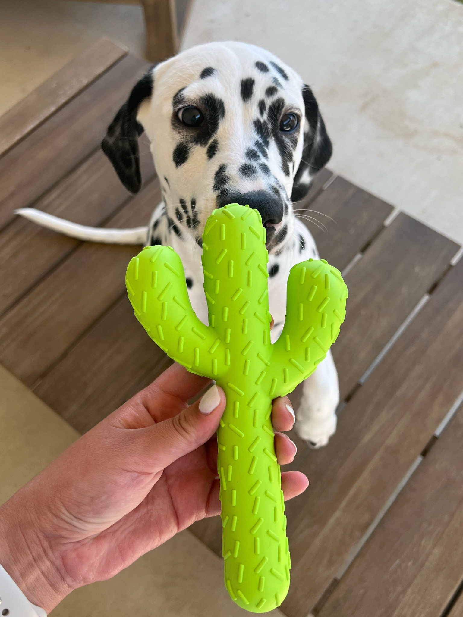cactus dog toy 🌵

#LTKSeasonal #LTKunder50 #LTKhome