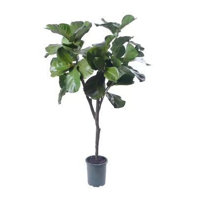 Artificial Flowers and Plants Fiddle Leaf Fig Tree in Pot Gracie Oaks Size: 47" H x 20" W x 20" D | Wayfair North America