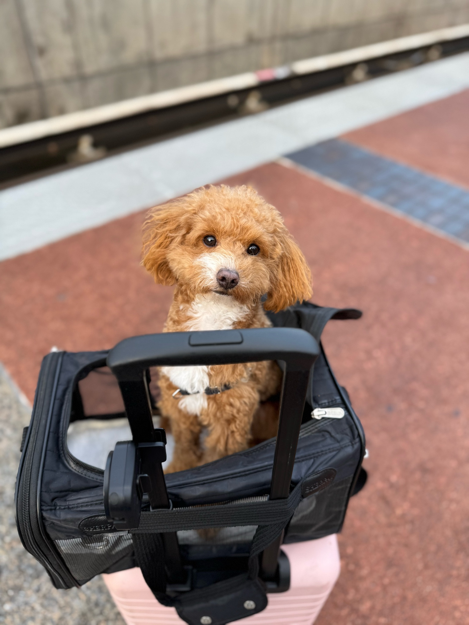 Must have pet travel carrier for small dogs. My dog uses the medium size.

#LTKTravel