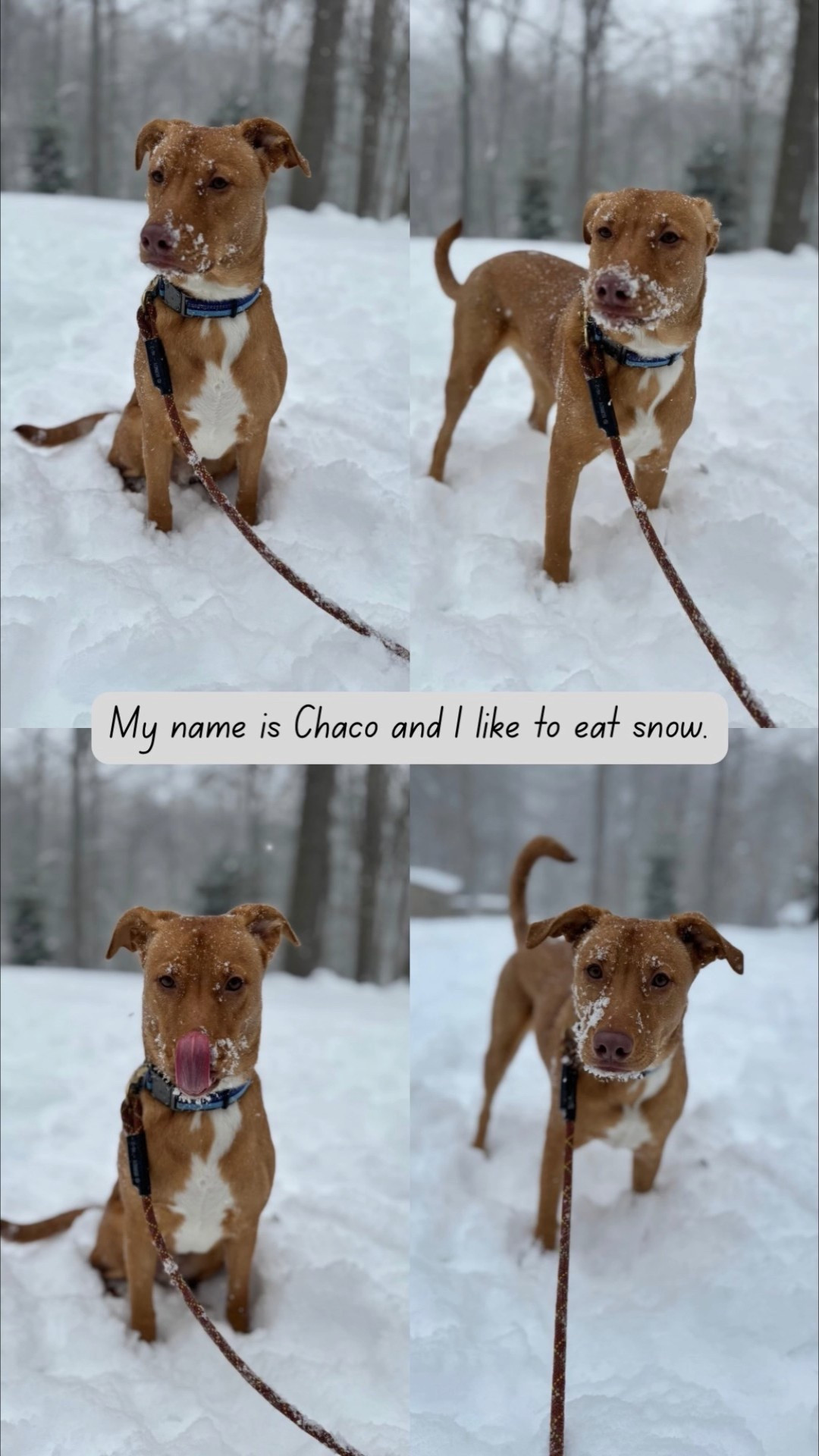 Sharing some of Chaco’s favorites! He’s a puppy, so he’s in that chewing phase! The pupsicle is a lifesaver!

#dogmom #puppy #pets

#LTKHome #LTKmomlife #LTKdayinmylife