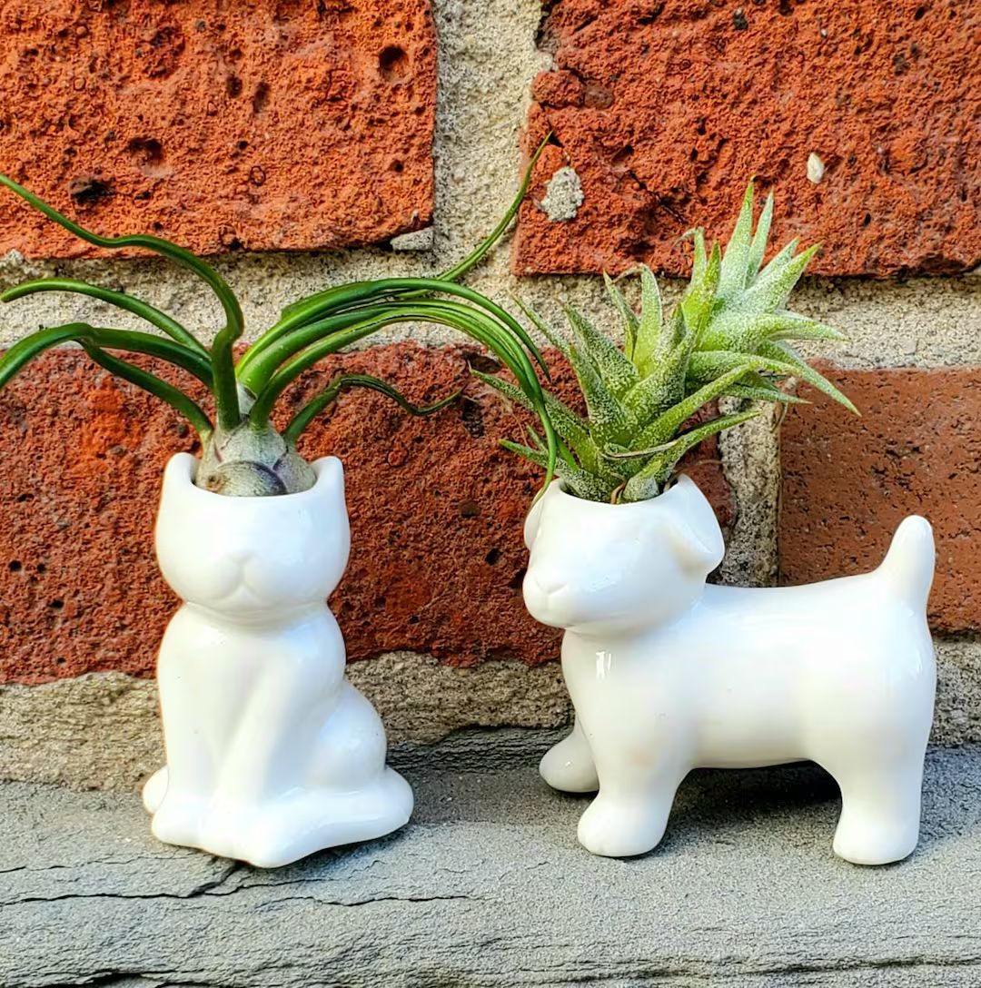 Air Plant Holder | Dog, Cat, Meditation, Happy Cheering Human and Dog with Owner .+*+. Minimalist... | Etsy (US)