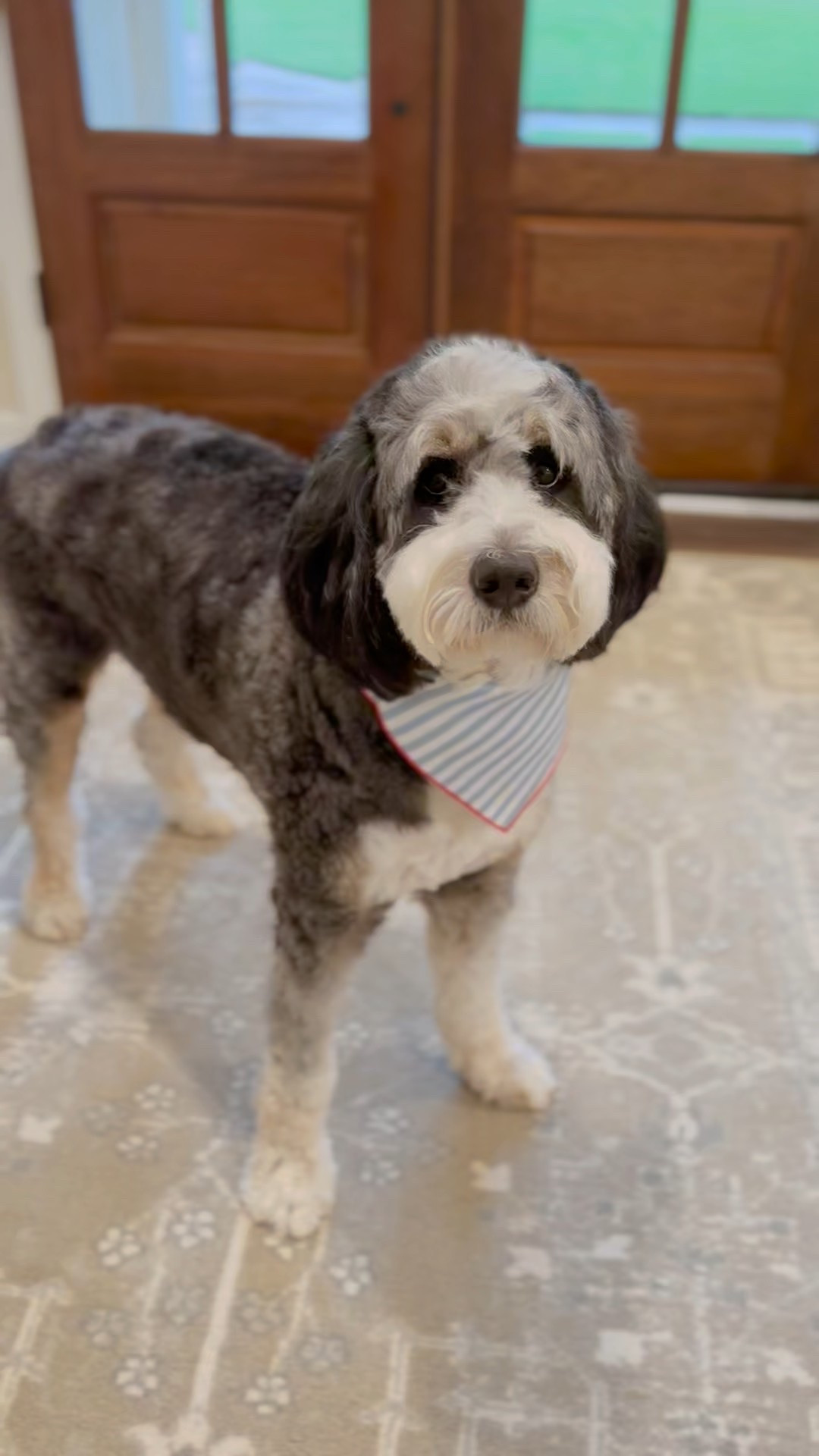That’s one patriotic pup! 🇺🇸 

#LTKStyleTip #LTKSeasonal #LTKPets