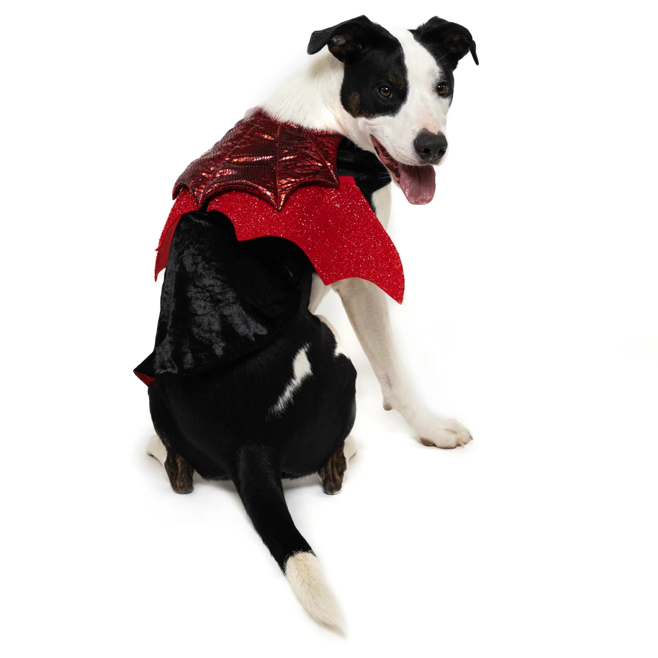 Vibrant Life Halloween Dog Costume and Cat Costume: Vampire, Size Medium | Walmart (US)