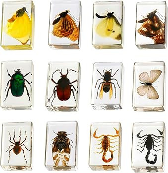 12 Pcs Insect in Resin Collection - Educational Bugs Specimen Set for Kids, Perfect for Preschool... | Amazon (US)