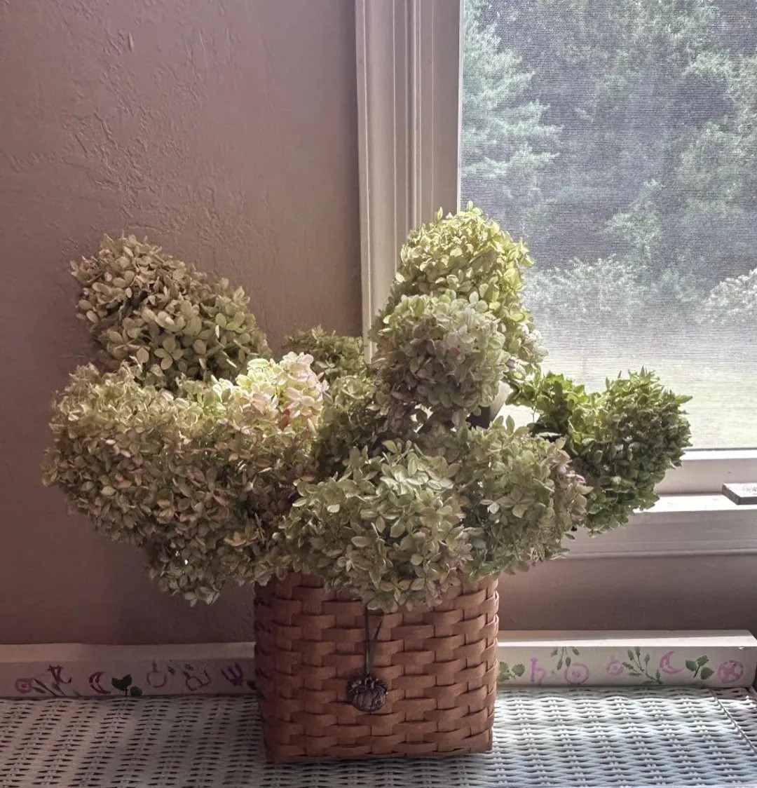 Dried Hydrangea Bunches of Limelight Paniculata, an Autumnal Delight, of Medium Blooms (free Ship... | Etsy (US)