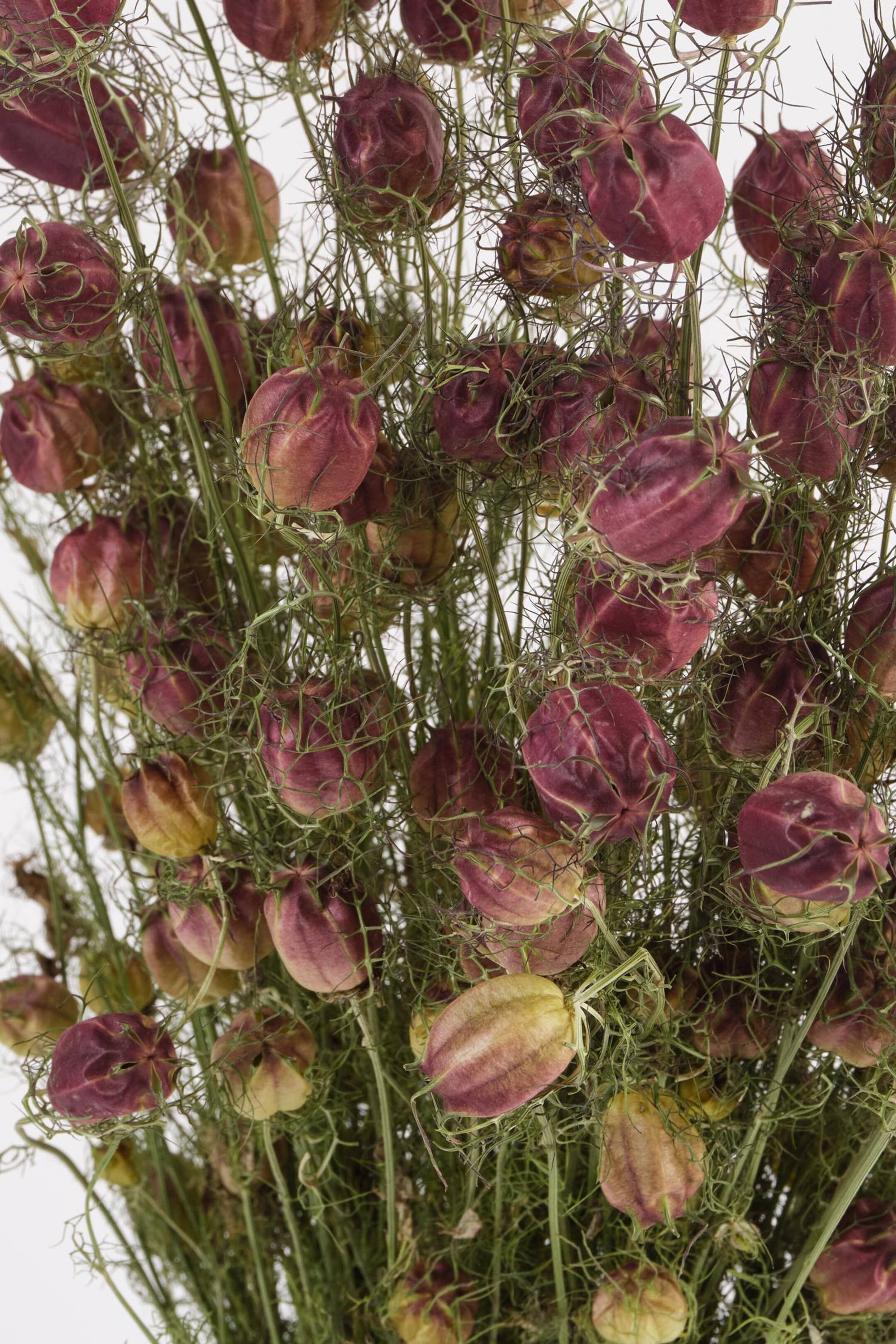 Nigella | H&M (UK, MY, IN, SG, PH, TW, HK)