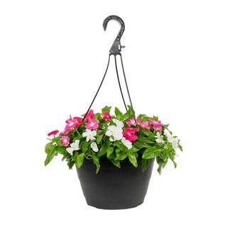 1.25 Gal. Vinca Trailing Swirl Hanging Basket Annual Plant (1-Pack) | The Home Depot