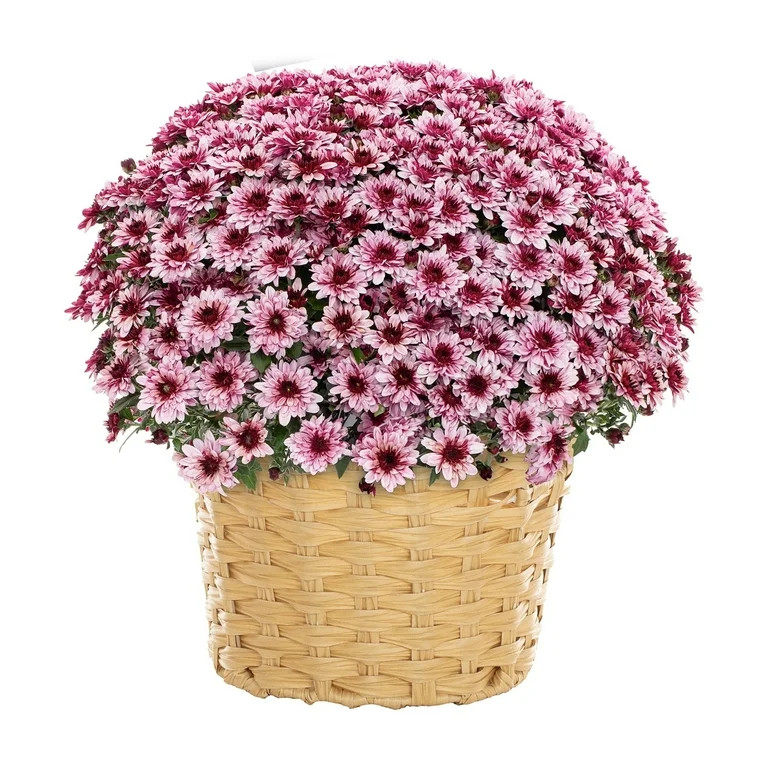 Better Homes & Gardens 2.5G Pink Garden Chrysanthemum Plant Decorative Basket Sun | Walmart (US)