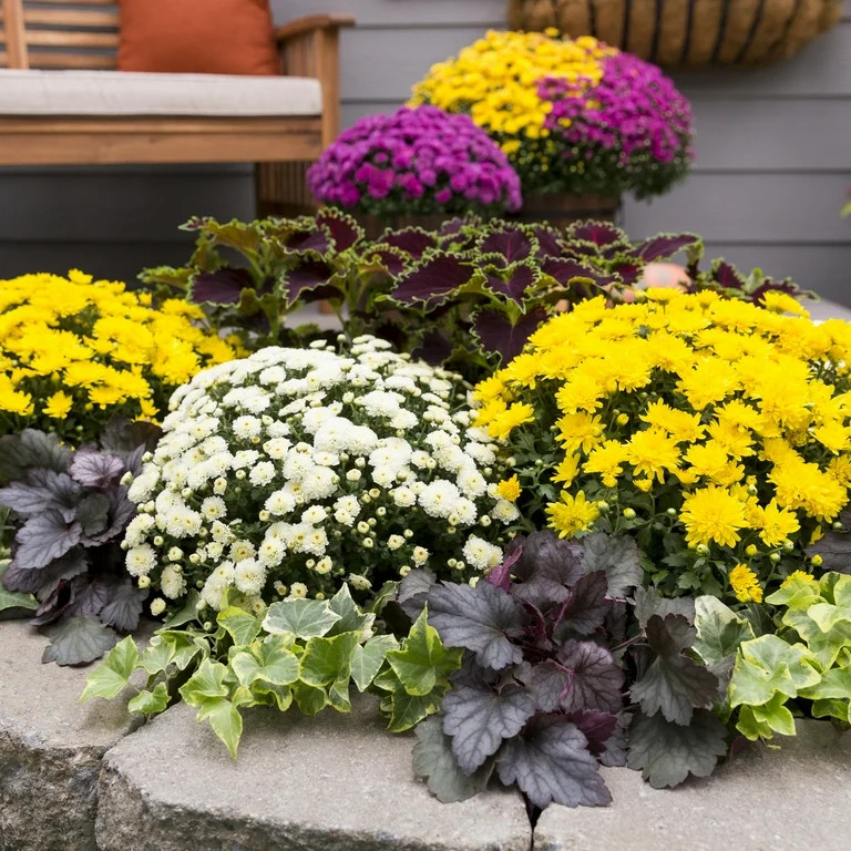 Expert Gardener 3QT White Mum Full Sun Live Plants (2-Pack) with Grower Pots | Walmart (US)