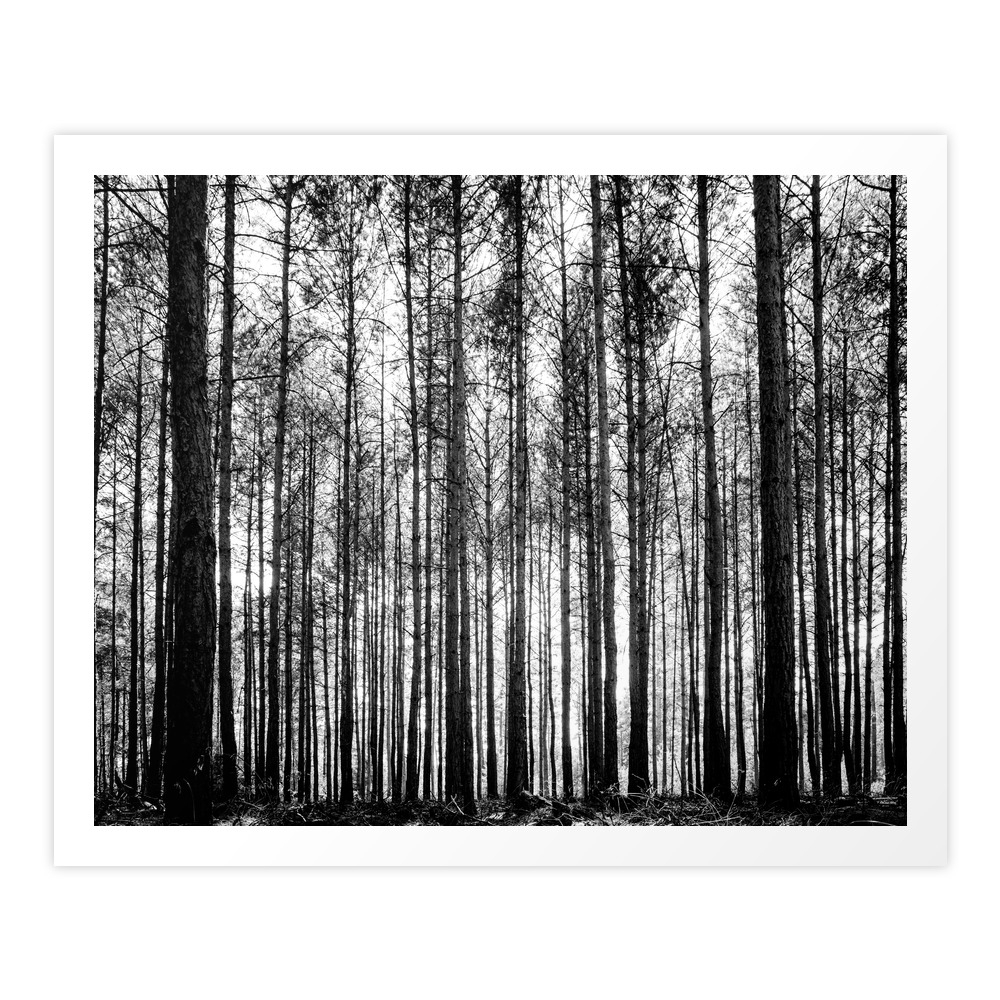 Trees In Forest Landscape - Black And White Nature Photography Art Print by dotsandlines99 | Society6