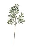 Creative Co-Op Olive Branch Faux Botanical, Green | Amazon (US)