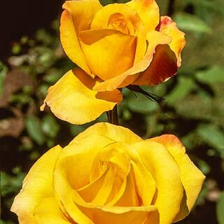 Spring Hill Nurseries Gold Medal Grandiflora Rose, Dormant Bare Root Plant, Yellow Color Flowers ... | The Home Depot