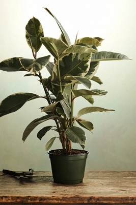 Ficus Tineke | Terrain