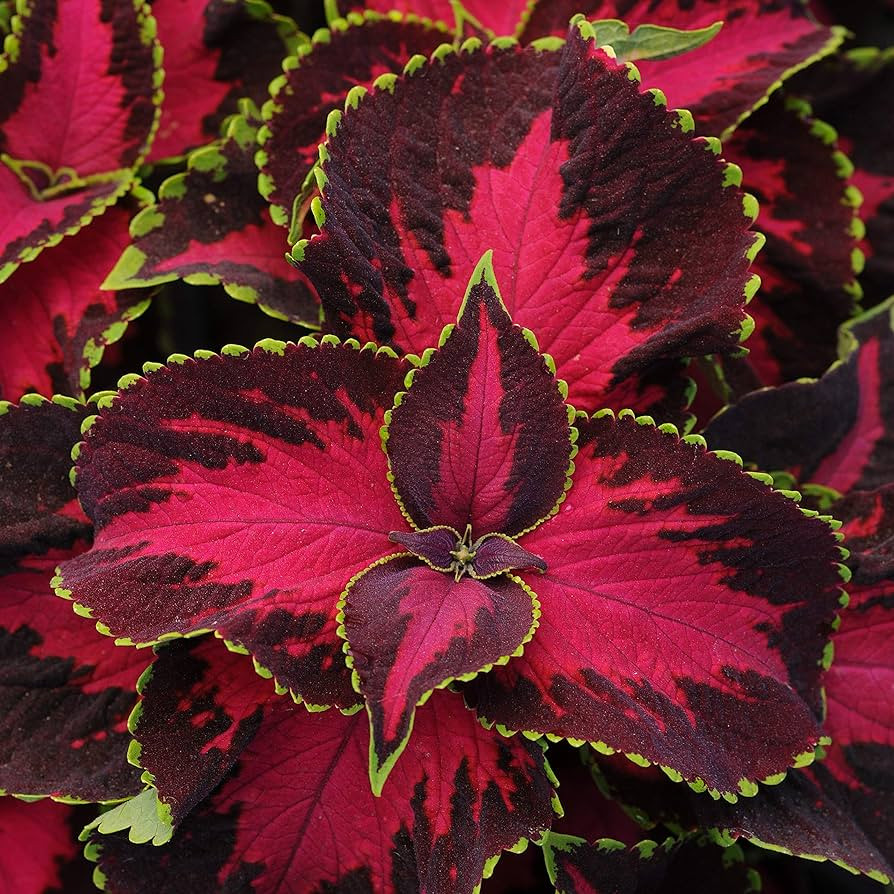 Outsidepride Coleus Chocolate Cherry Foliage Indoor Or Outdoor House Plant Flower Seeds -20 Seeds | Amazon (US)