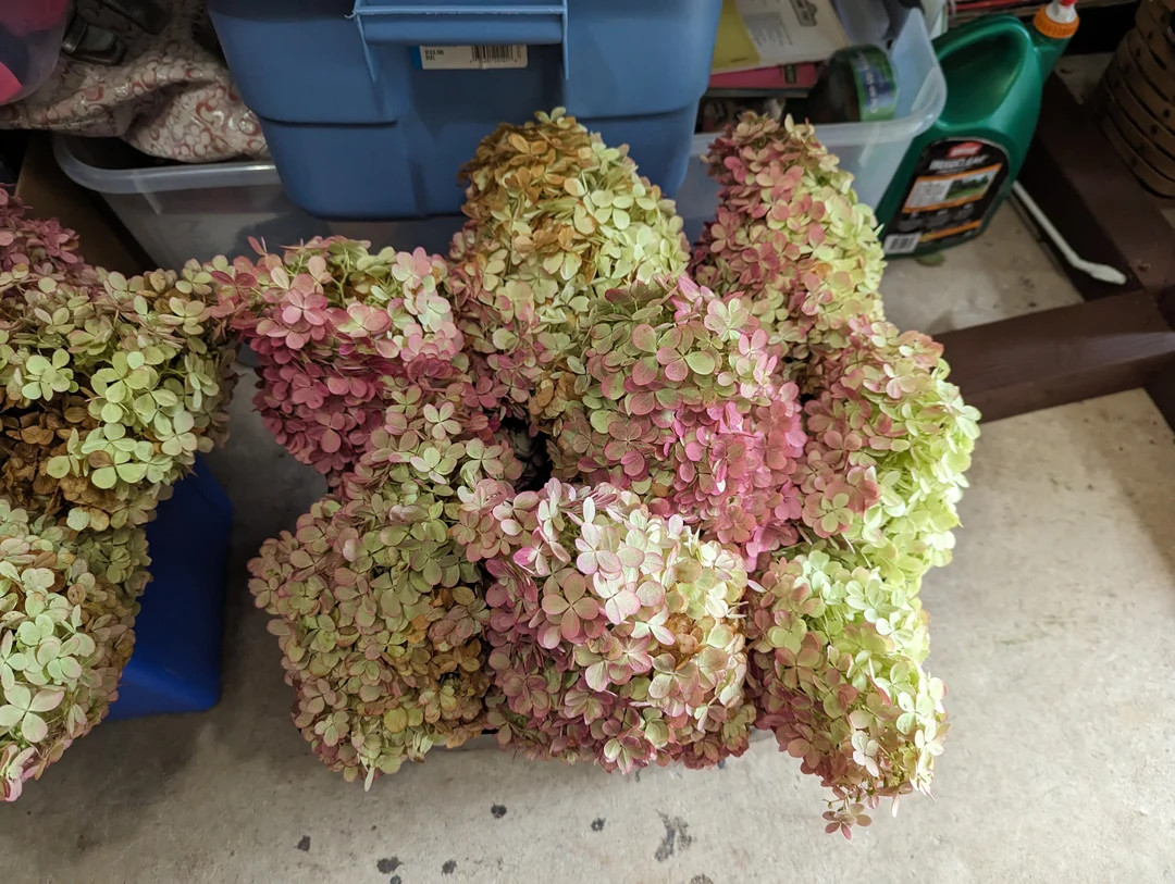 Dried Hydrangea. 3 Stems. Dried Flowers. Green and Pink - Etsy | Etsy (US)