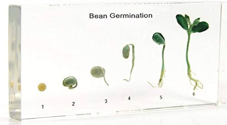 Bean Germination Specimen Paperweight in Resin In Clear Lucite Block (bean) | Amazon (US)
