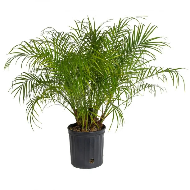 Costa Farms Expert Gardener Live Outdoor 36in. Tall Green Pygmy Date Palm; Full Sun Outdoors Plan... | Walmart (US)