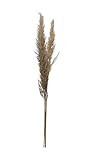 Creative Co-Op 43-1/4"H Natural Pampas Grass Bunch Dried Botanticals, Muted Purple | Amazon (US)