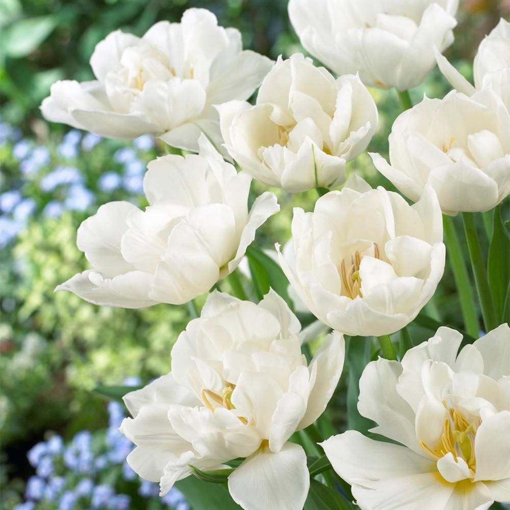 Tulips Popcorn Bulbs (25-Pack) | The Home Depot