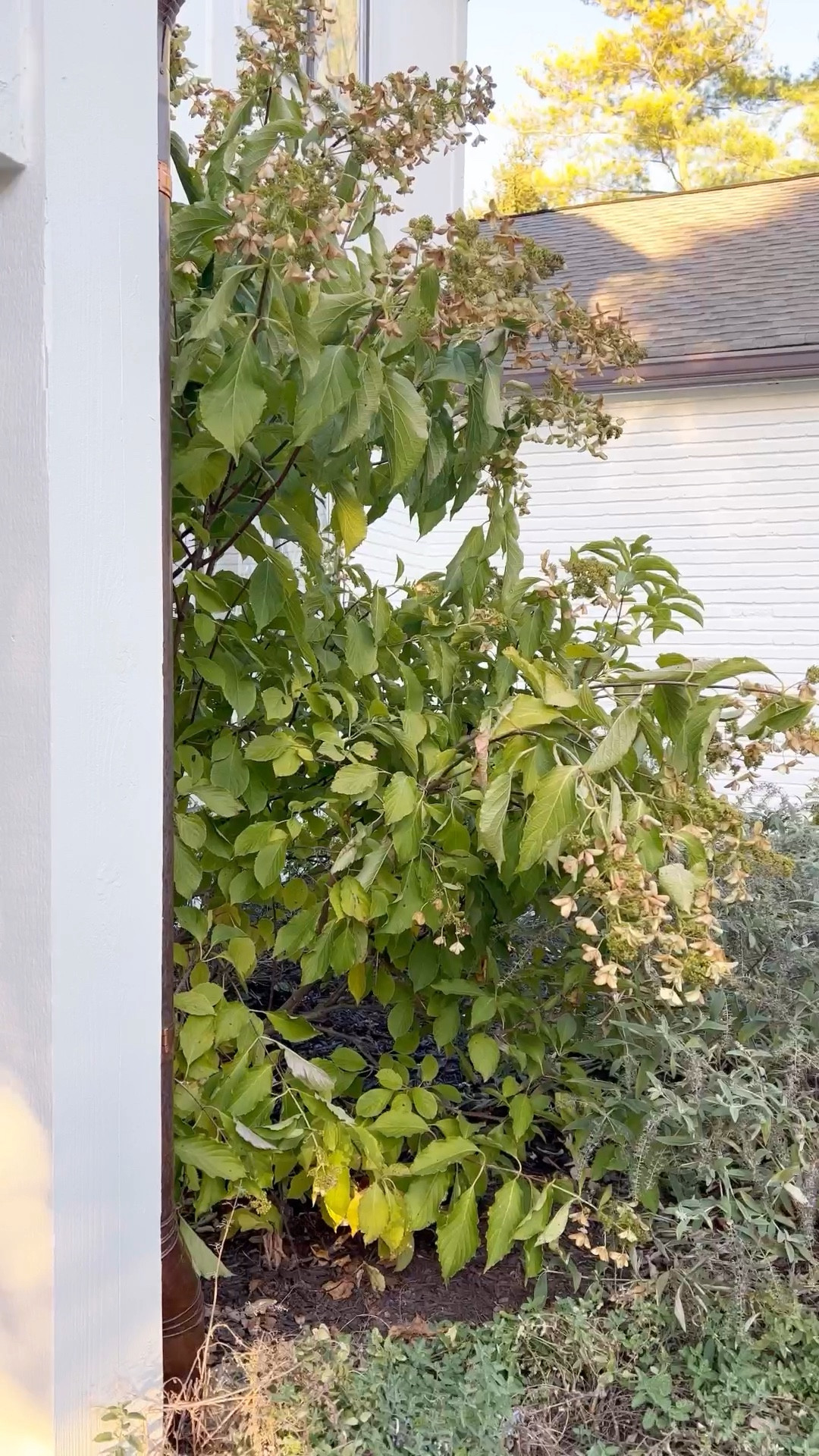 The porch is my favorite space to decorate. It requires just a few simple touches and makes a first impression. Few may come into your home, but many pass by. I find porches to be so charming.

#LTKHome #LTKSeasonal #LTKStyleTip