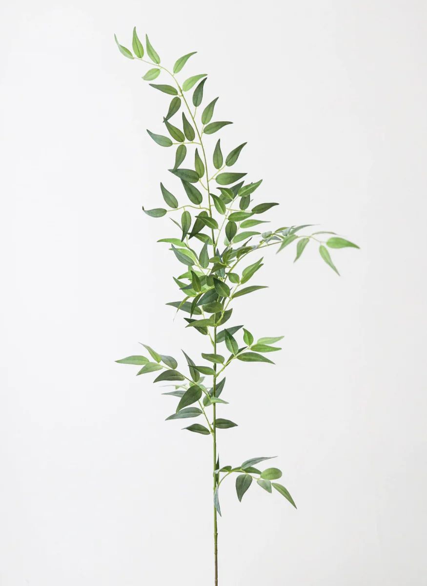 Italian Ruscus Branch | Megan Molten