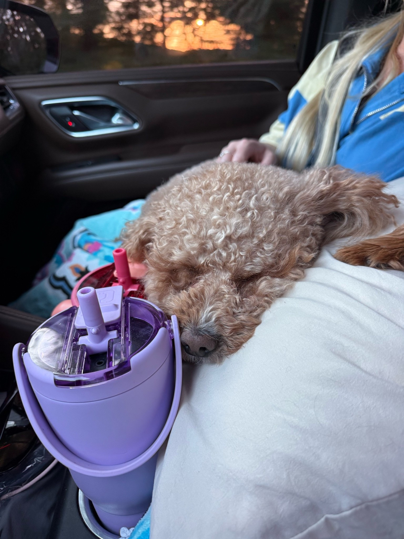 Even Fi loves a Brümate

#LTKTravel #LTKActive #LTKSaleAlert