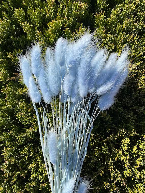 Light Blue / 15g Lagurus Dried Flowers Hare's Tail Grass | Etsy | Etsy (US)
