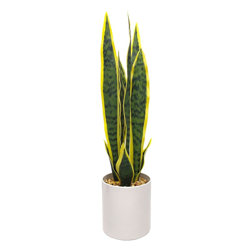 Snake Plant with White Planter, 20" | At Home