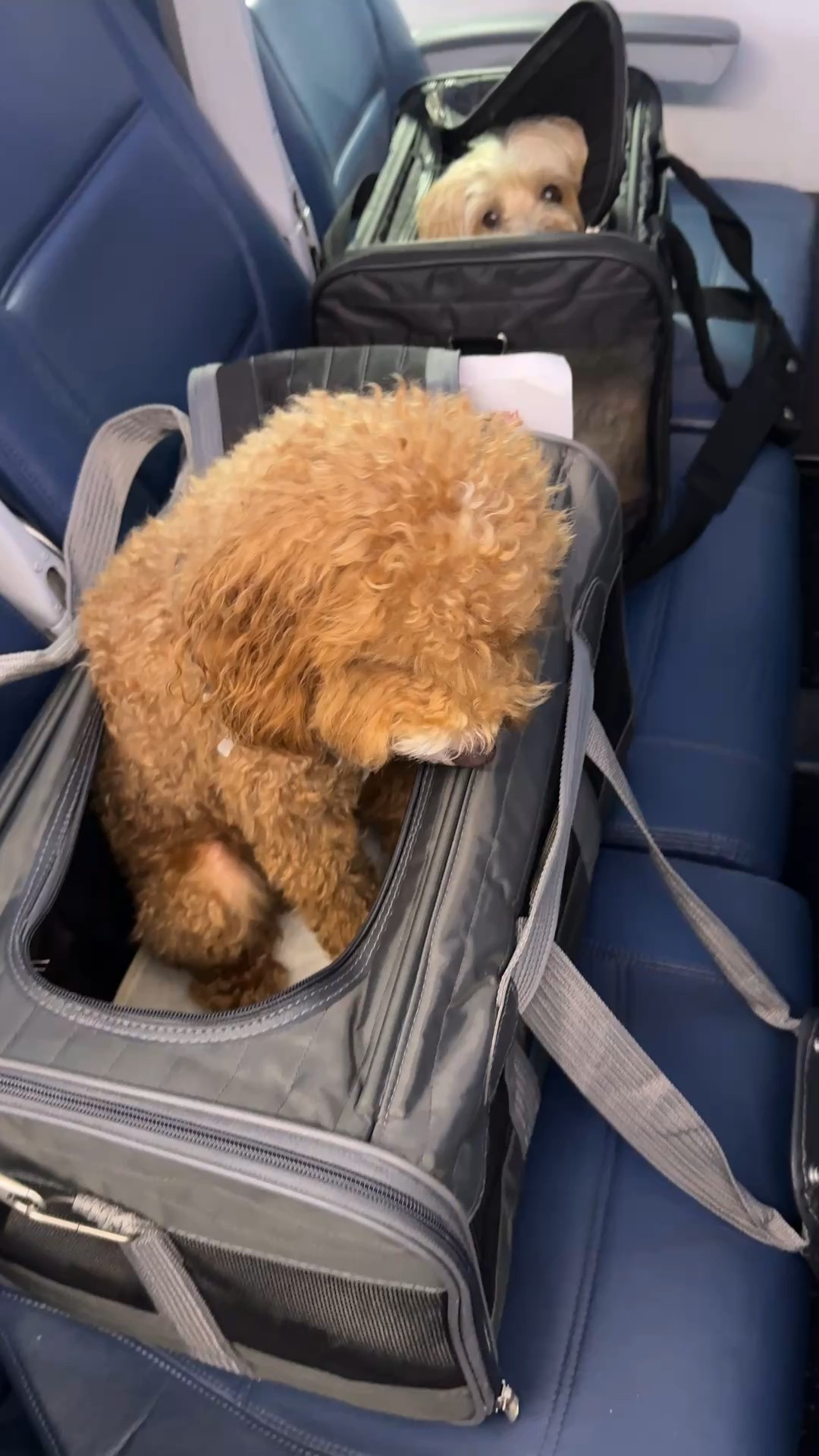 My dog’s travel bags are from sherpa brand - black is the medium size & the gray is the large size. There’s a removable Sherpa lining that can be thrown in the wash. These dog travel carriers are airline approved.



#LTKPets #LTKTravel