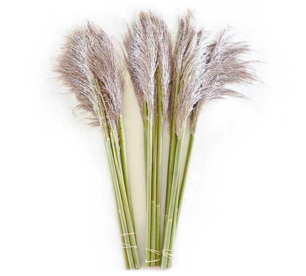 Live Pampas Grass, 3 Bunches | Pottery Barn (US)