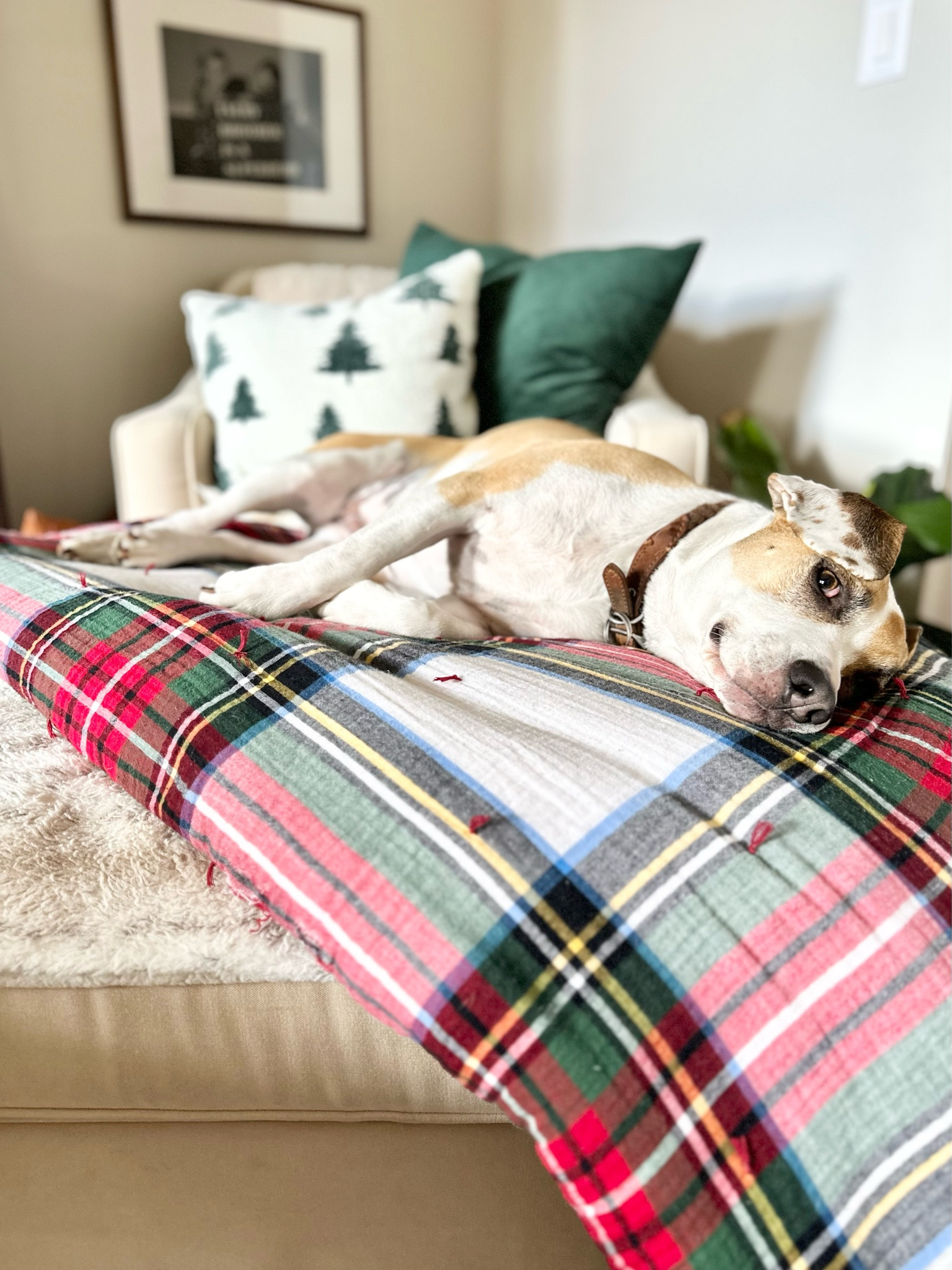 All smiles over here with @millieonthelake while Christmas decorations are going up! Stewart Plaid from Pottery Barn is my absolute favorite!!!
#potterybarn
#stewartplaidbedding


#LTKSeasonal #LTKHoliday #LTKHome