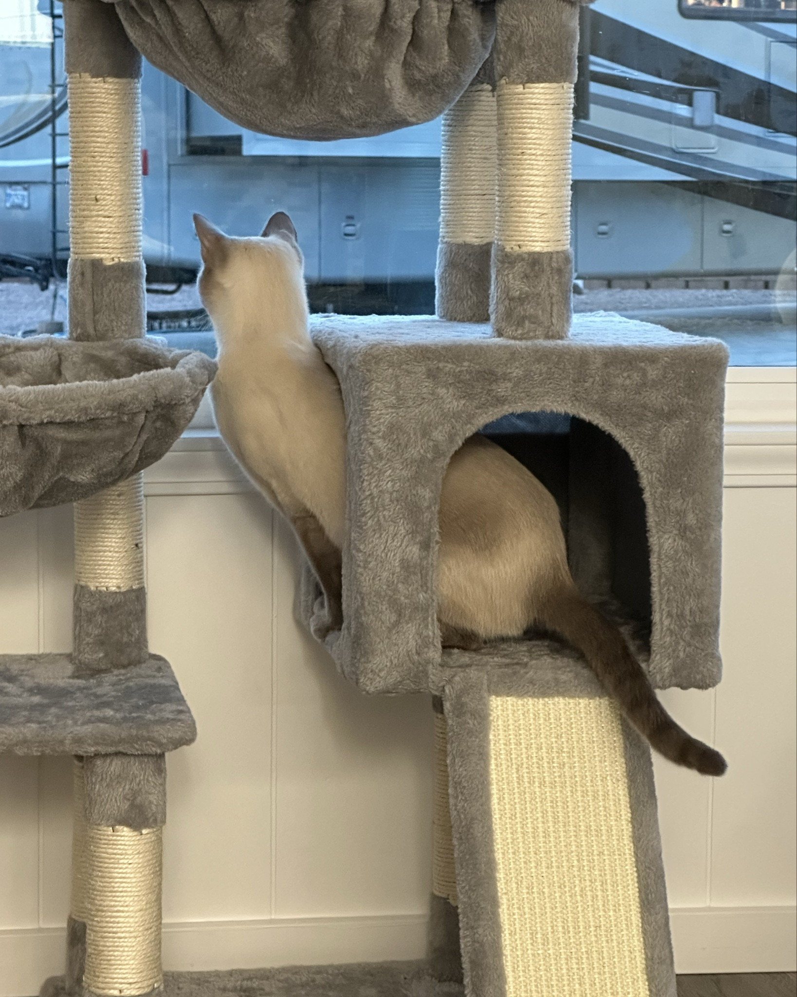 Best cat tree for my sweetest boy 🩵 

#LTKPets #LTKBaby #LTKSeasonal