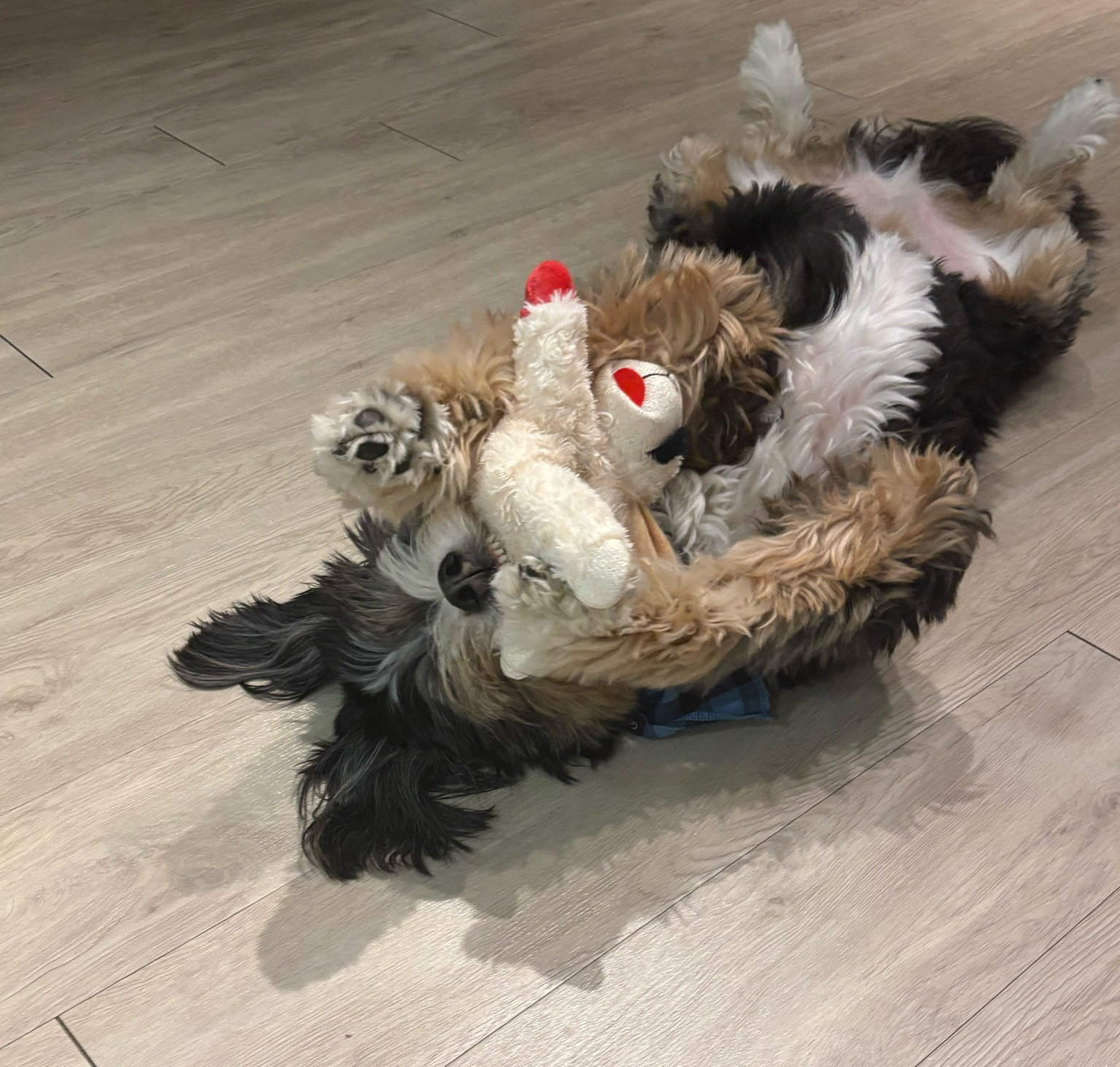 Lamb chop - always a fan favorite 🤪




#LTKGiftGuide #LTKdayinmylife #LTKHome