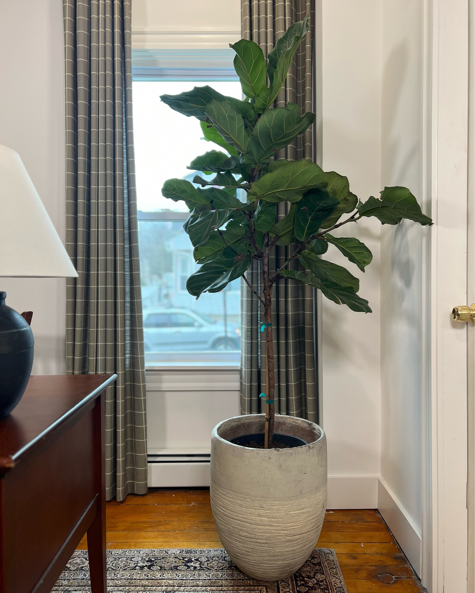 Large Planter

#LTKhome