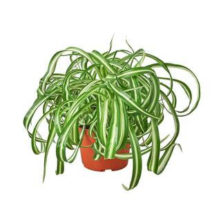 Spider Plant 'Bonnie' Chlorophytum Comosum Plant in 6 in. Grower Pot | The Home Depot