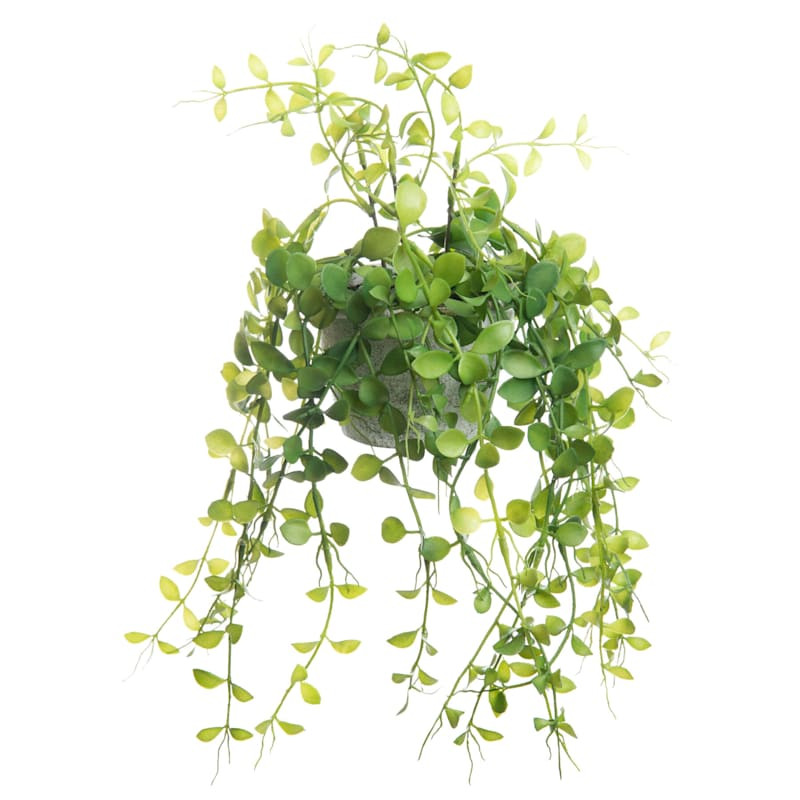 Button Leaf Plant with White Planter, 9" | At Home