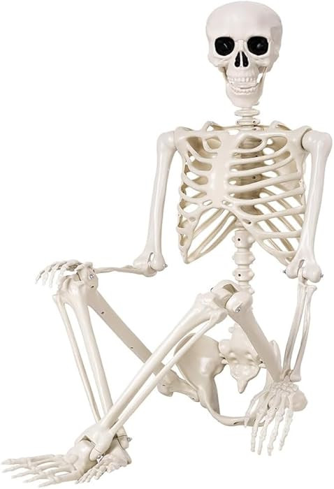 36" Halloween Skeleton - 3 ft Life Size Human Skeleton with Full Body Posable Joints - Spooky Sca... | Amazon (US)