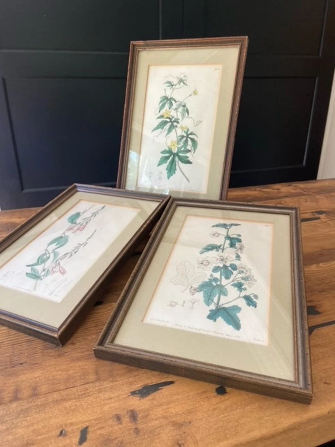 Set of 3 Antique Botanical Hand Colored Etchings by J. Ridgway and Sons 1800's | Etsy (US)