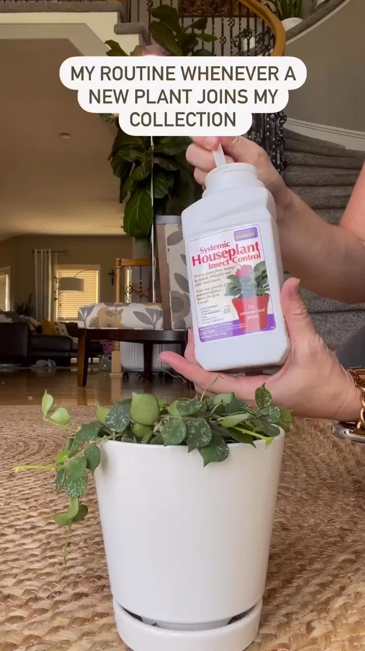 I have a routine that I follow EVERY TIME a new plant enters my house. It’s simple, and so very important to ensure the pests don’t get a free invitation into my home. This isn’t fool proof, but I’ve had very good success with this routine over the years!

1. Visually check for pests
2. Spray with water to knock off any pests I can’t see
3. Add a systemic pesticide (for link comment: “systemic”)
4. Spray with a topical pest treatment (for link comment: “leaf shine”)

I then keep my new plants in a quarantine area (basically far away from my other plants). Once 3-6 weeks have passed, I move my plants into the general population. 

#ilovehoyas #hoyacollector #hoyahead #hoyaappreciation #hoyacollection #plantsmakemehappy #ihavethisthingwithplants #easilydistractedbyplants #hoyasaremyjam #hoyacollection #hoyaheaven #hoyamylove #hoya #hoyalover #hoyalove #waxplant #hoyasofinstagram #thehoyacollective #houseofhoya #houseplantclub #hoyafanatic #plantstagram #rareplants #plantsmakepeoplehappy #hoyacaretips #plantphotography #plantsinmyhome #plantsinmyspace #hoyacurtisii

#LTKFindsUnder50 #LTKHome