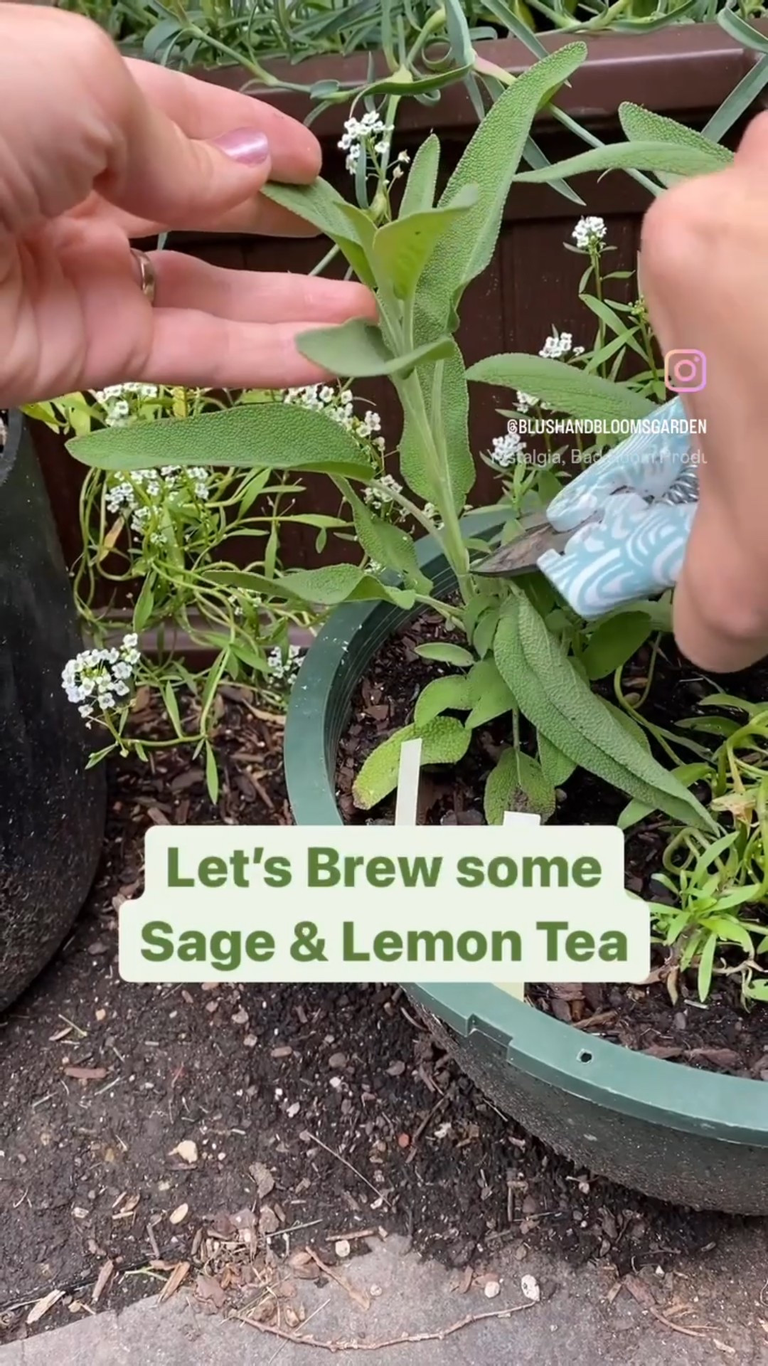 One of the best parts of gardening is enjoying its bounty. I love experimenting with herbs to create different teas (iced or hot!)

A tea infuser is a great tool to steep the tea. I’m not sure the infuser I’m using is still available, but I’ve linked similar options. I own the Grosche tea pot linked to this post and LOVE it!

#LTKSeasonal #LTKHome