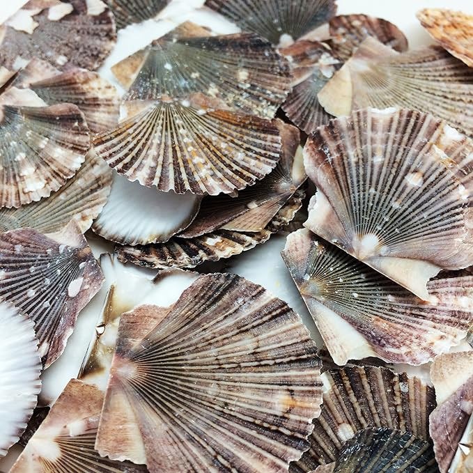 PEPPERLONELY Baby Flat Scallop Sea Shells, 4 OZ Apprx. 60+ PC Shells, 1 Inch ~ 1-1/2 Inch | Amazon (US)