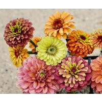 Queeny Zinnia Mix Seeds, Queen Series Zinnias, Lime Orange, Lime, Blotch, Red, 25 Seeds // Non-Gmo, Zinnia Elegans | Etsy (US)