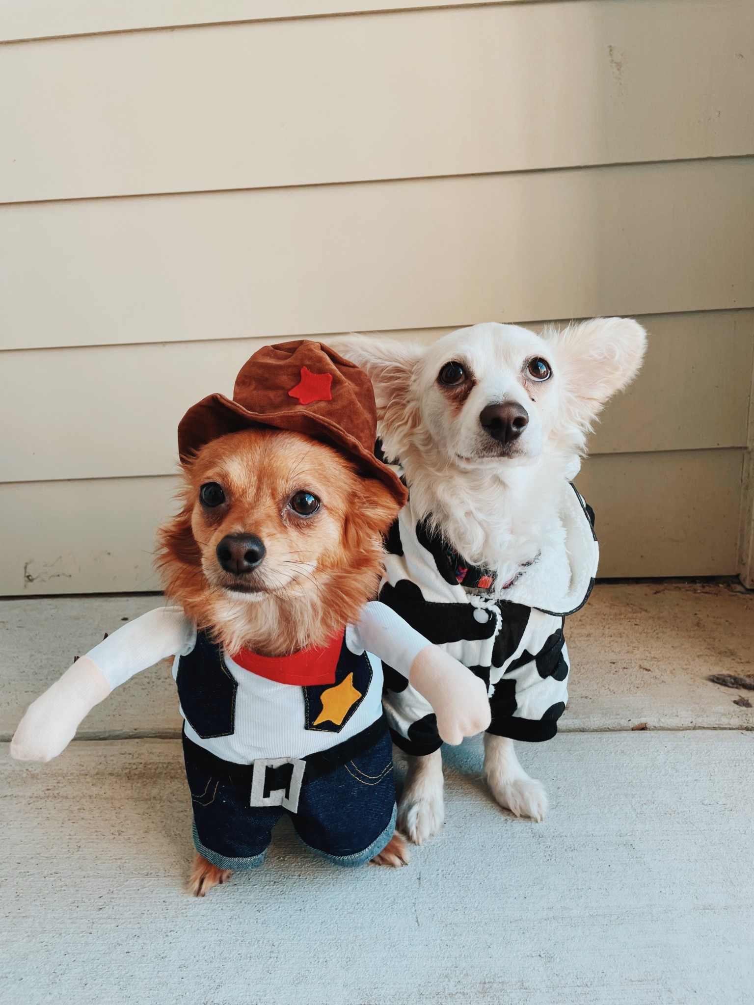 The cutest cow & cowboy pups.🤍 

#LTKSaleAlert #LTKSeasonal #LTKFindsUnder50