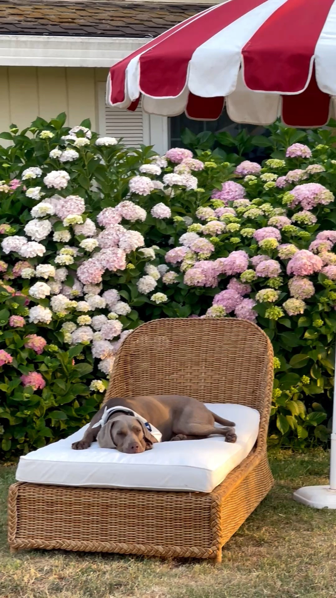 Love this pagoda patio umbrella and my beautiful chaise lounge in front of my hydrangeas! ❤️

#LTKSeasonal #LTKHome #LTKSaleAlert