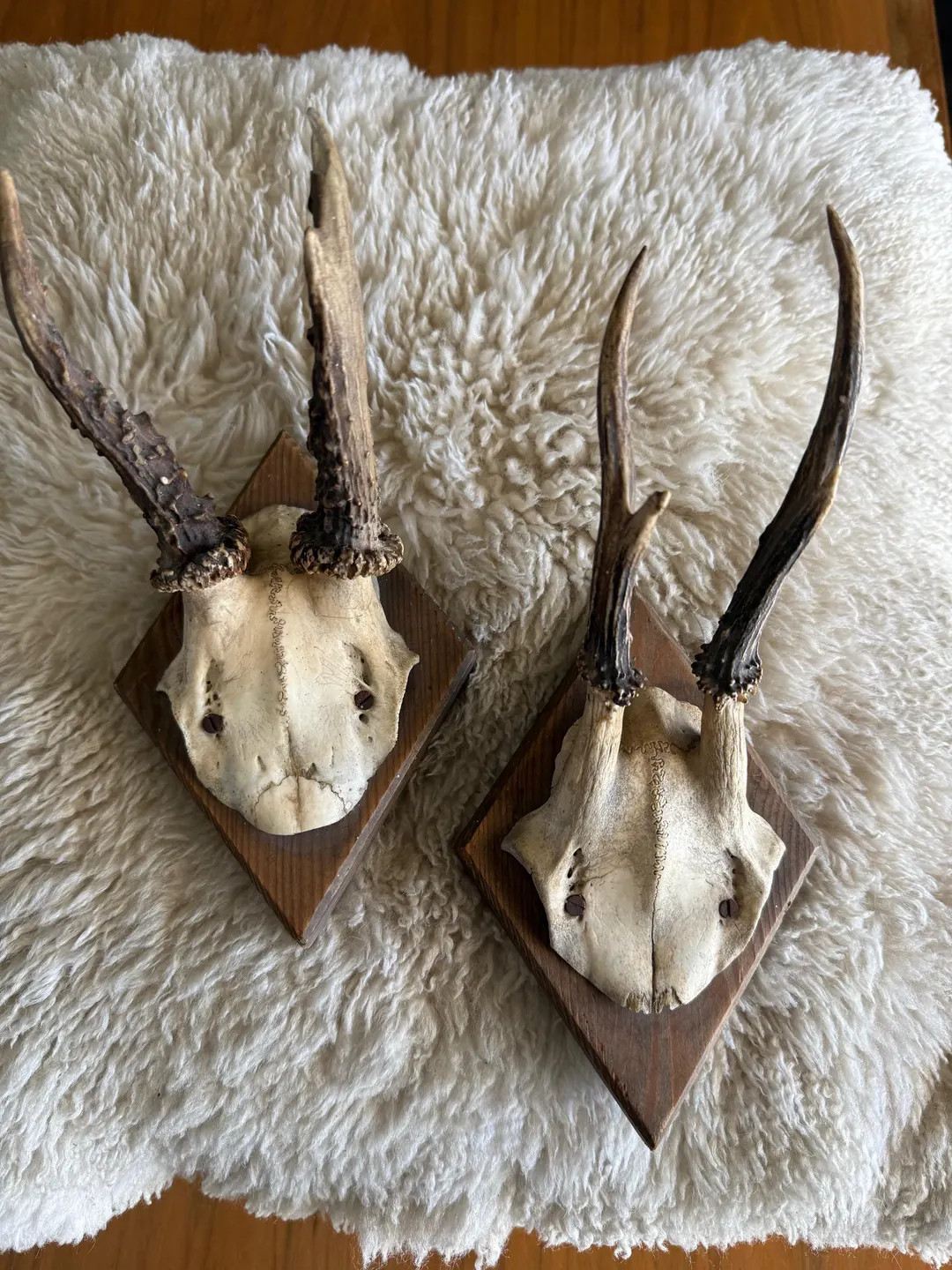 Vintage German Mounted Roe Deer Antlers – Set of 2 – Rustic Alpine Decor - Etsy | Etsy (US)