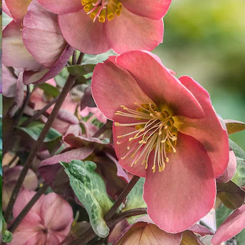 Gardens Alive! Pink Penny's Pink Lenten Rose Hellebore Perennial Plant Plant in -Pack Bareroot | Lowe's