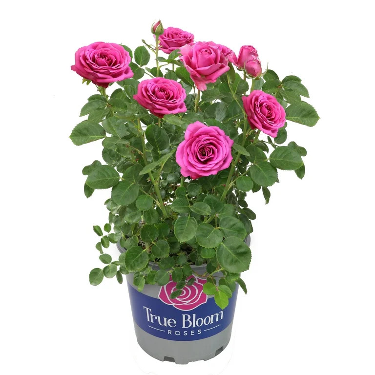 True Bloom 'True Gratitude' PP28929 Dark Pink Rose Bush Roses, 8Qt. Pot, Full Sun, Live Plant | Walmart (US)