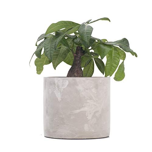 Ekirlin Modern Round Indoor Cement Flower Planter,Cement Flower Pot for Outdoor, Succulent & Cact... | Amazon (US)