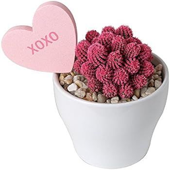 Costa Farms Desert Gems Pink Cacti Live Indoor Plant in 4-Inch Gloss White Euro Ceramic Pot with ... | Amazon (US)
