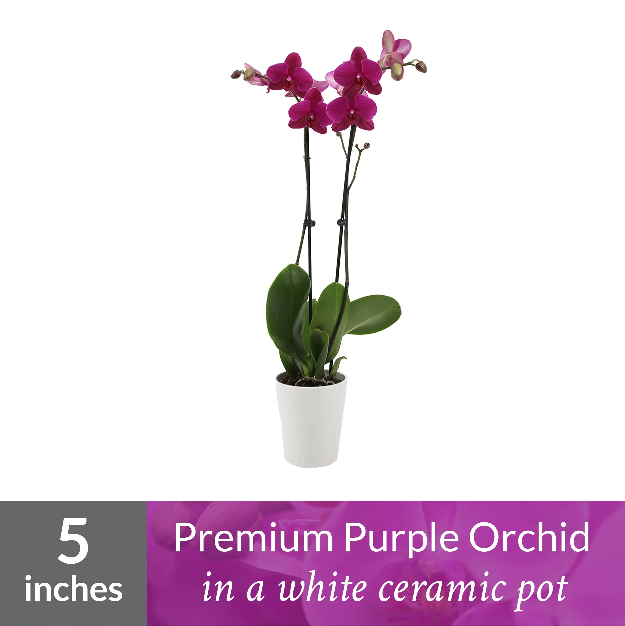 Just Add Ice Orchid Plant, 16-30” Tall, Purple Orchid, 5” Tan Ceramic Pot | Walmart (US)